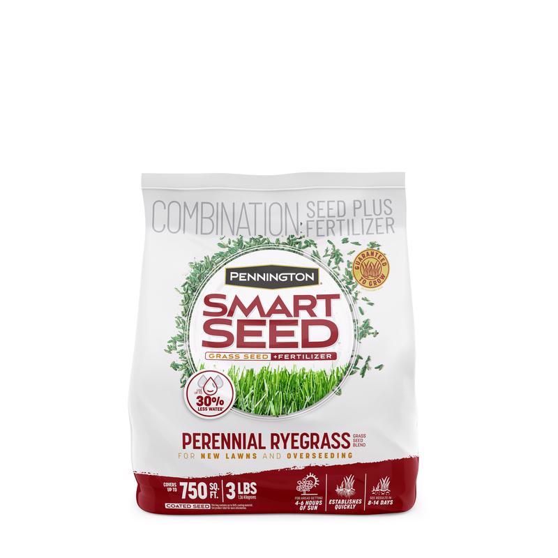 100526658 Smart Seed Rye Grass