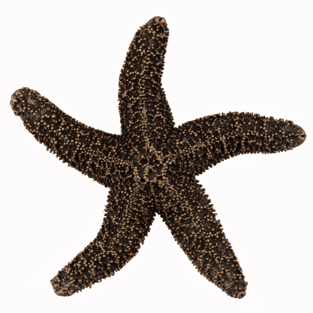 Dpkgp Artisan Collection Natural Starfish Knob, Museum Gold