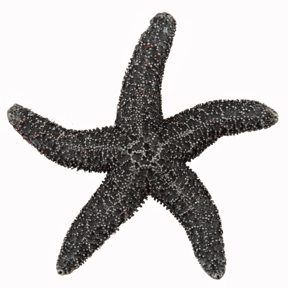 Dpkpp Artisan Collection Natural Starfish Knob, Antique Pewter