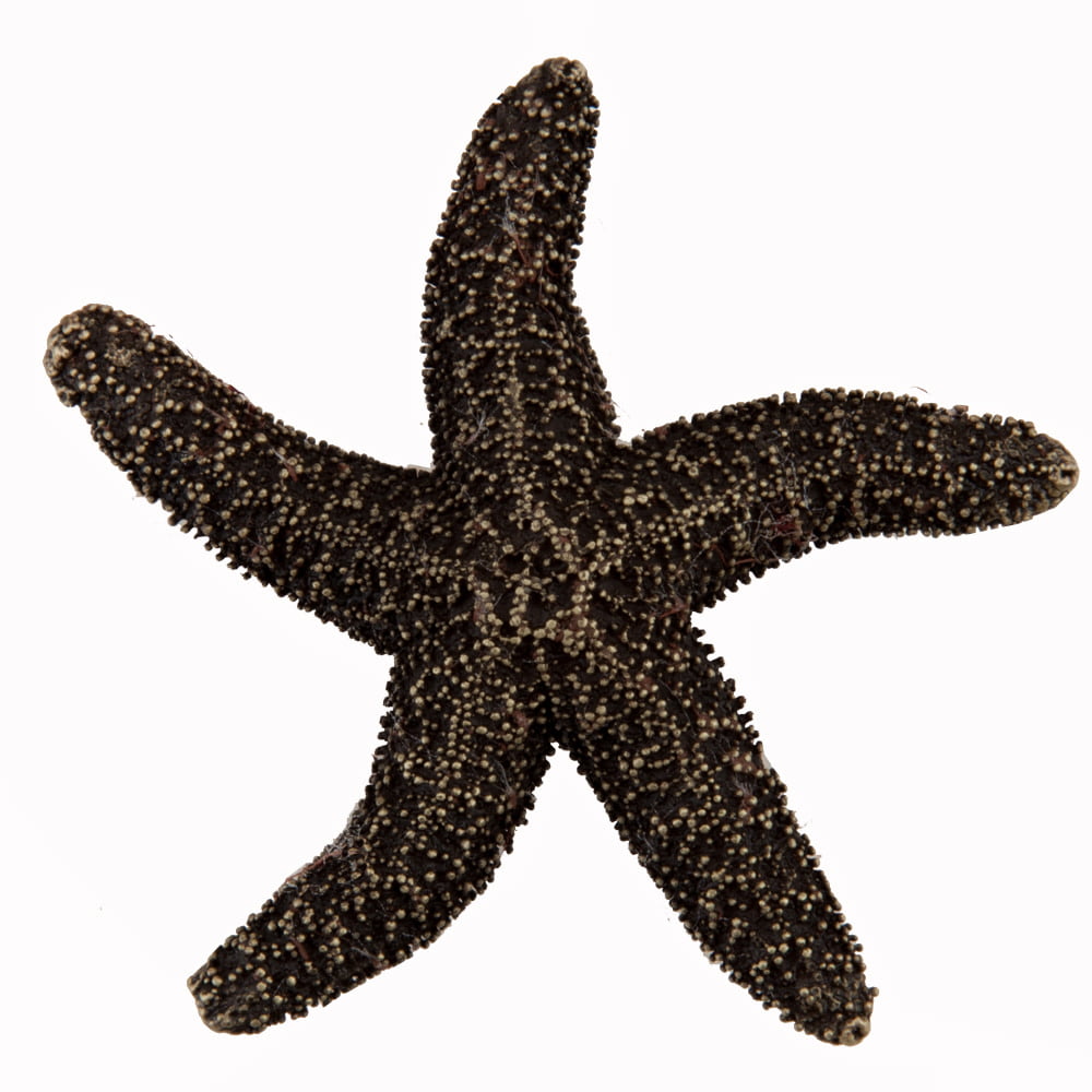 Dpkap Artisan Collection Natural Starfish Knob, Antique Brass