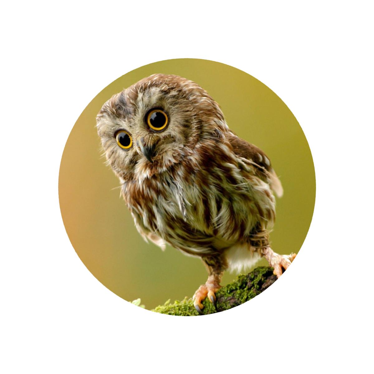 Picture of Andreas TR-CO Custom Owl Trivet- Pack of 3