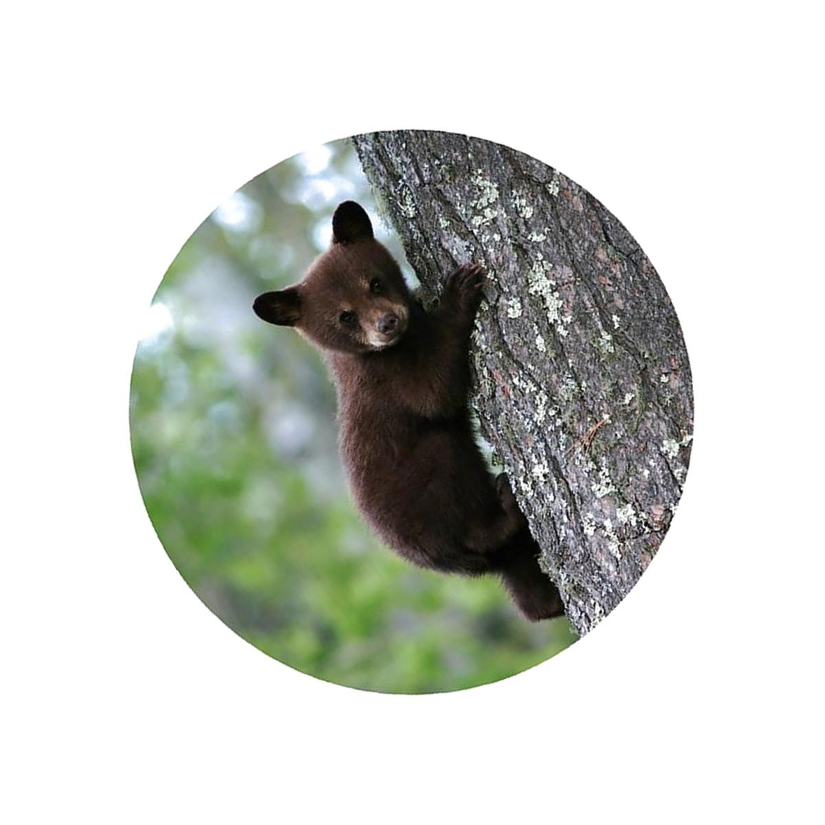 Picture of Andreas JO-BST The Great Smoky Mountains - 3 Pack