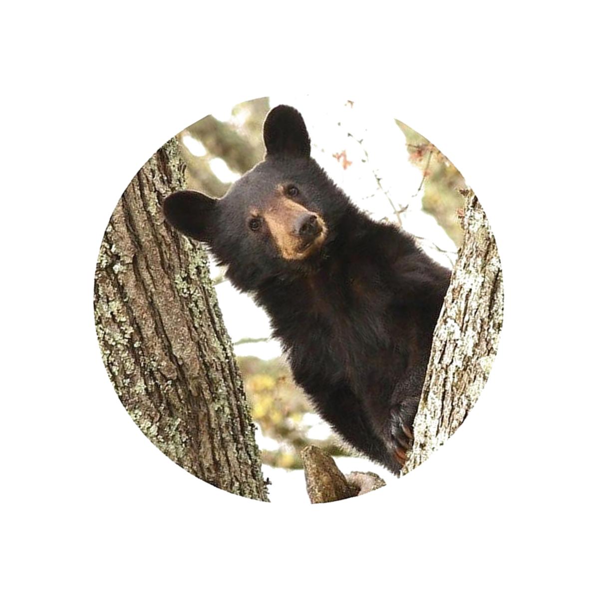 Picture of Andreas TR-BDT 8 in. Bear with Double Tree Trivet  Round - 3 Pack