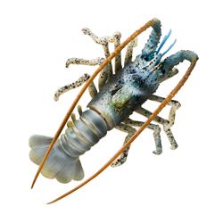 Ak01779 4 In. Aquatop Spiny Lobster Decor