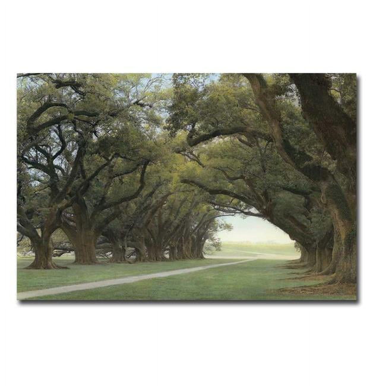 1624u798cg Alley Of The Oaks By William Guion Premium Gallery-wrapped Canvas Giclee Art - 16 X 24 X 1.5 In.