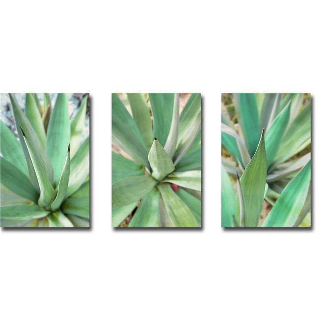 1218956ig Agave Succulent 1, 2, & 3 By Alan Blaustein 3 Piece Premium Gallery-wrapped Canvas Giclee Art Set - 12 X 18 X 1.5 In.