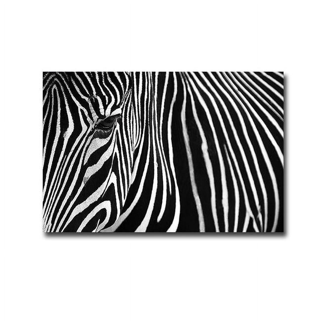 1218j558ig Zebra In The Lisbon Zoo By Andy Mumford Premium Gallery-wrapped Canvas Giclee Art - 12 X 18 X 1.5 In.