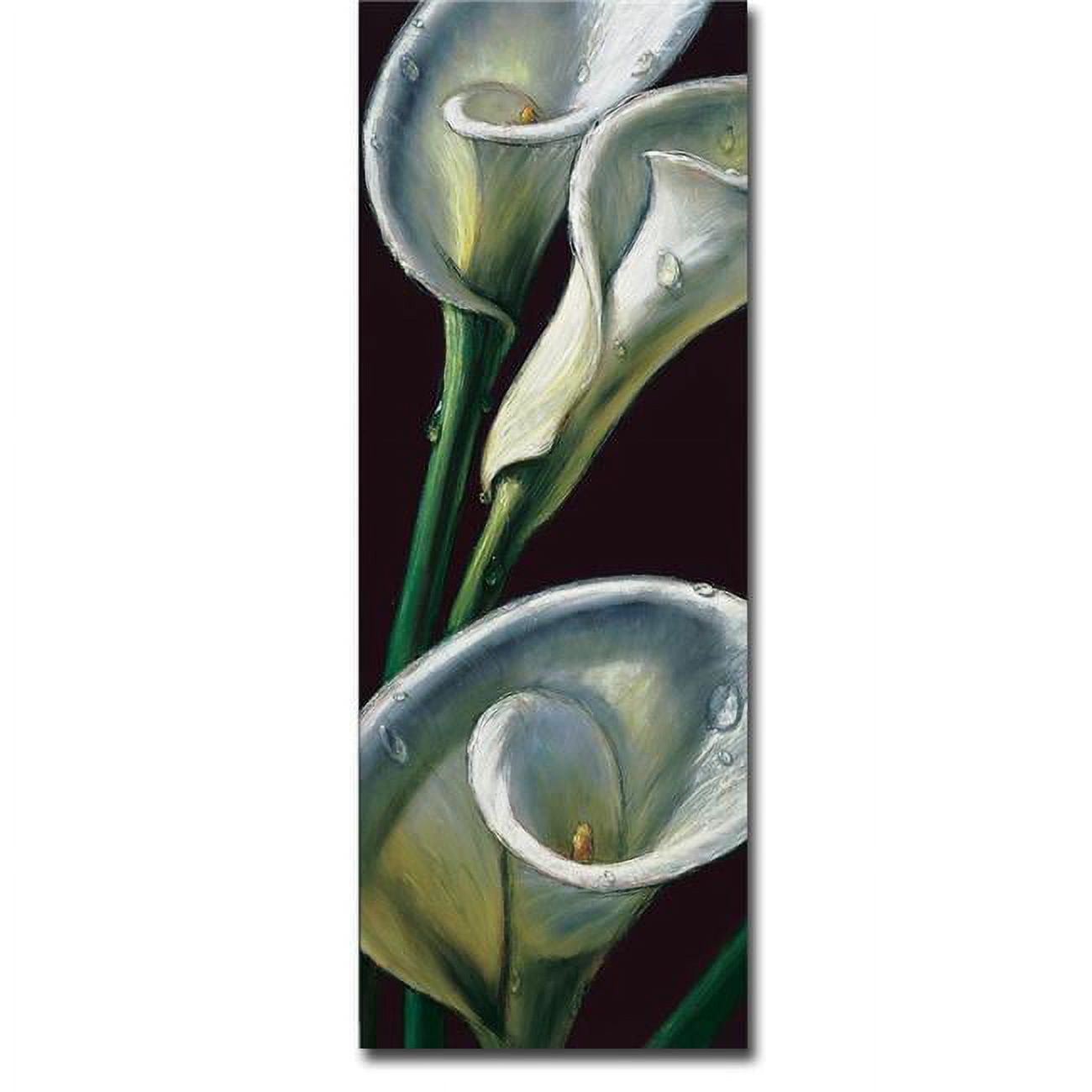 12245636tg Dewdrop Callas By Almach Premium Gallery-wrapped Canvas Giclee Art - Ready To Hang, 24 X 12 In.