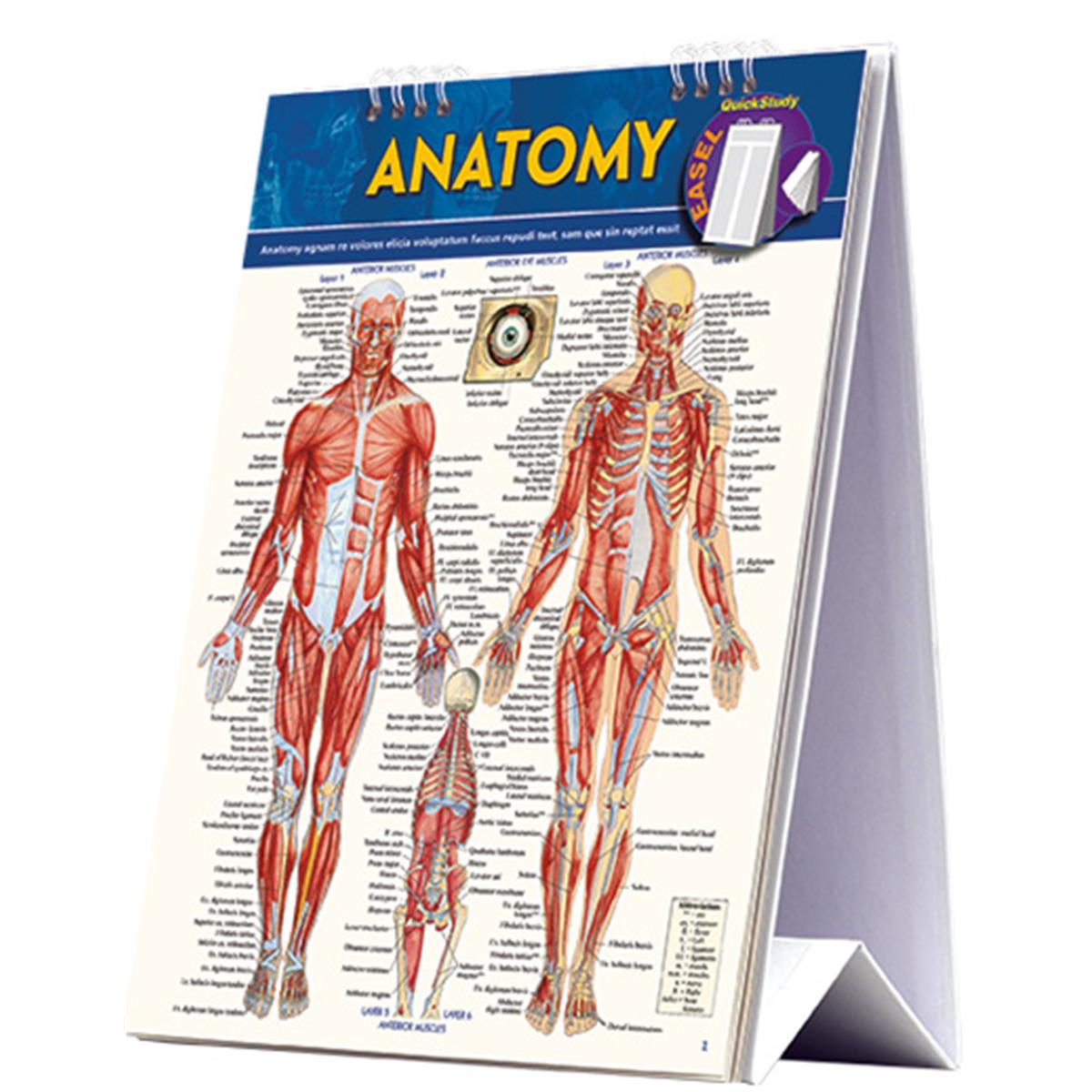 Anatomy Easel in English