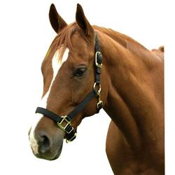 Horse & Livestock Prime 1zas1116bk Premium Halter Chin With Snap, Black - Large