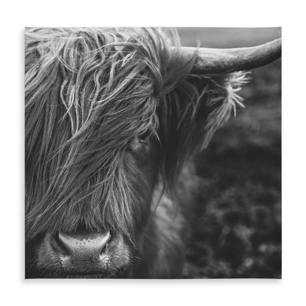 Picture of Begin Home Decor C1TC58581FTYF5 58 x 58 in. Monochrome Highland Cow Tablecloth - Farm Animal Home Decor