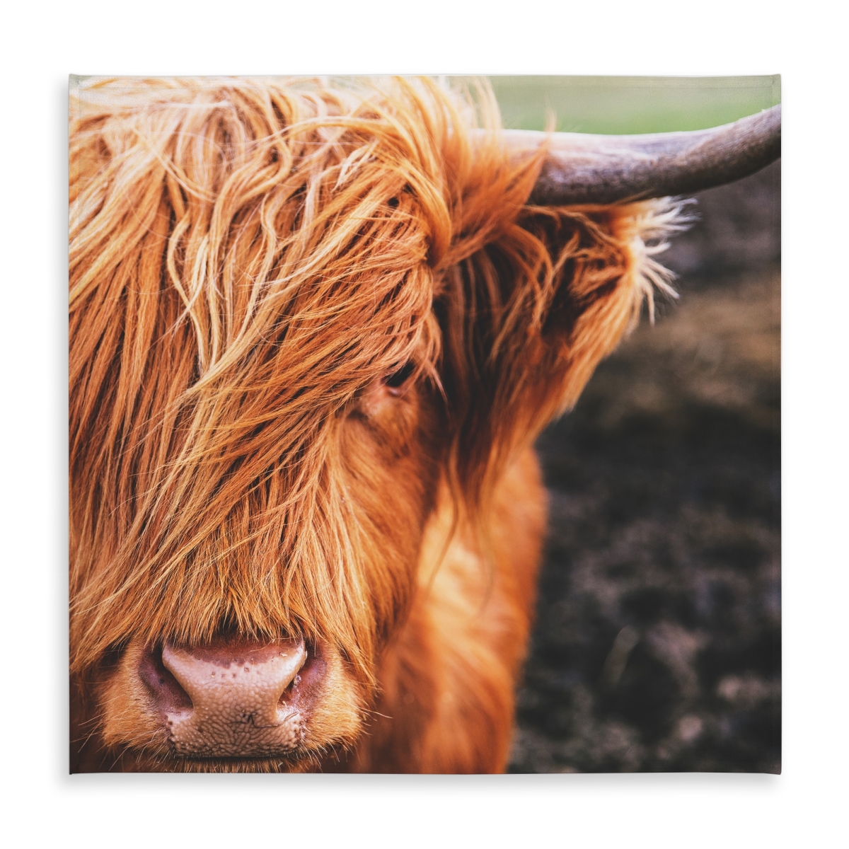 Picture of Begin Home Decor C1TC5858L99HWF 58 x 58 in. Portrait Highland Cow Tablecloth - Farmhouse Decor - Indoor & Outdoor