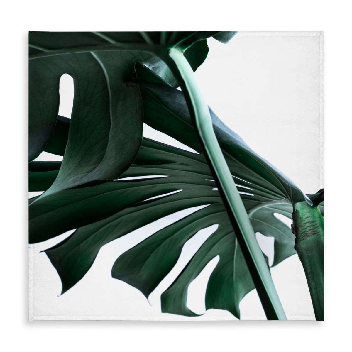 Picture of Begin Home Decor C1TC5858B5WBCG 58 x 58 in. Monstera Deliciosa Tablecloth - Green Exotic Floral Decor