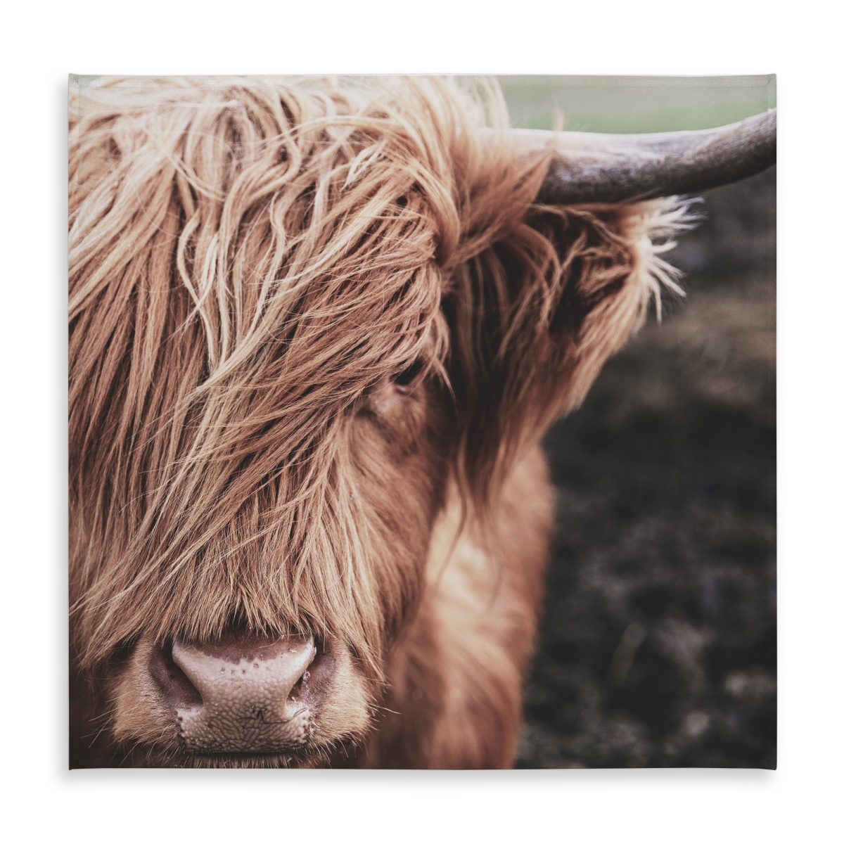 Picture of Begin Home Decor C1TC58586BJAQR 58 x 58 in. Desaturated Highland Cow Tablecloth - Farmhouse Decor, Indoor & Outdoor