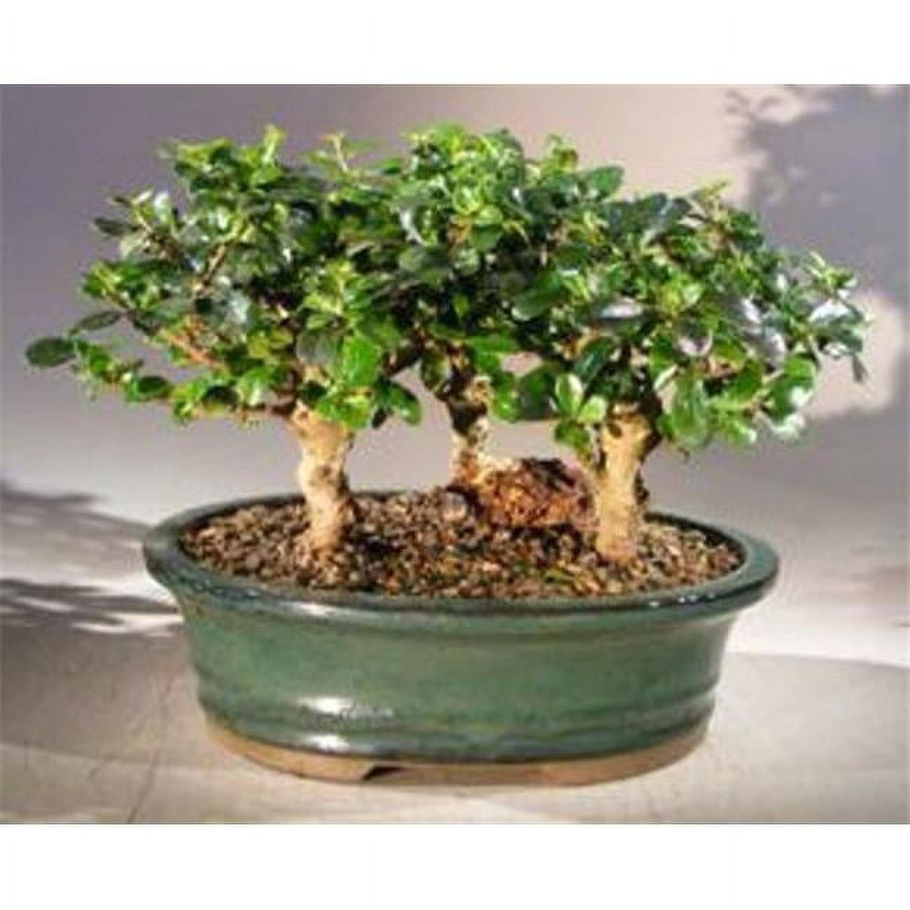 e3331 Three Tree Forest Group Upright Aged Ehretia Microphylla Flowering Fukien Tea Bonsai Tree