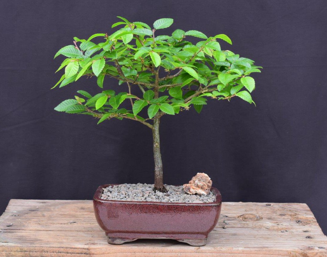 Bonsai Boy of   York c2004 Korean Hornbeam Bonsai Tree - Carpinus Coreana