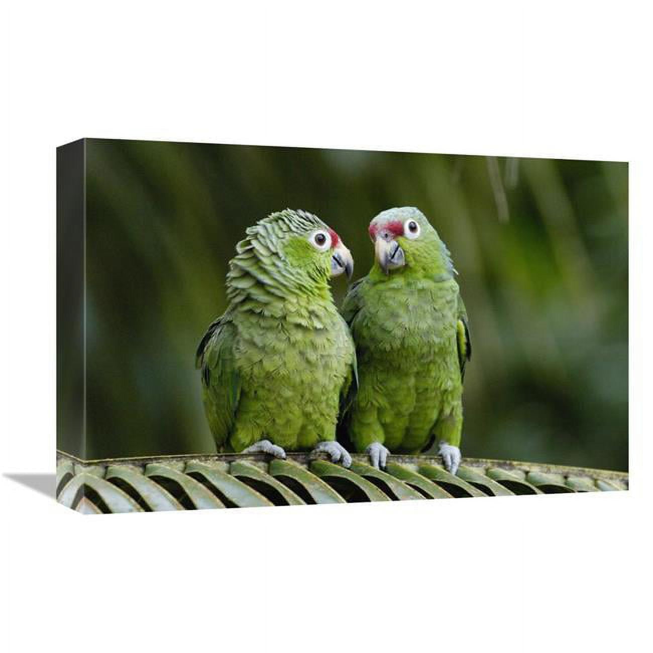 12 X 18 In. Red-lored Parrot Pair Sitting On Branch, Ecuador Art Print - Pete Oxford