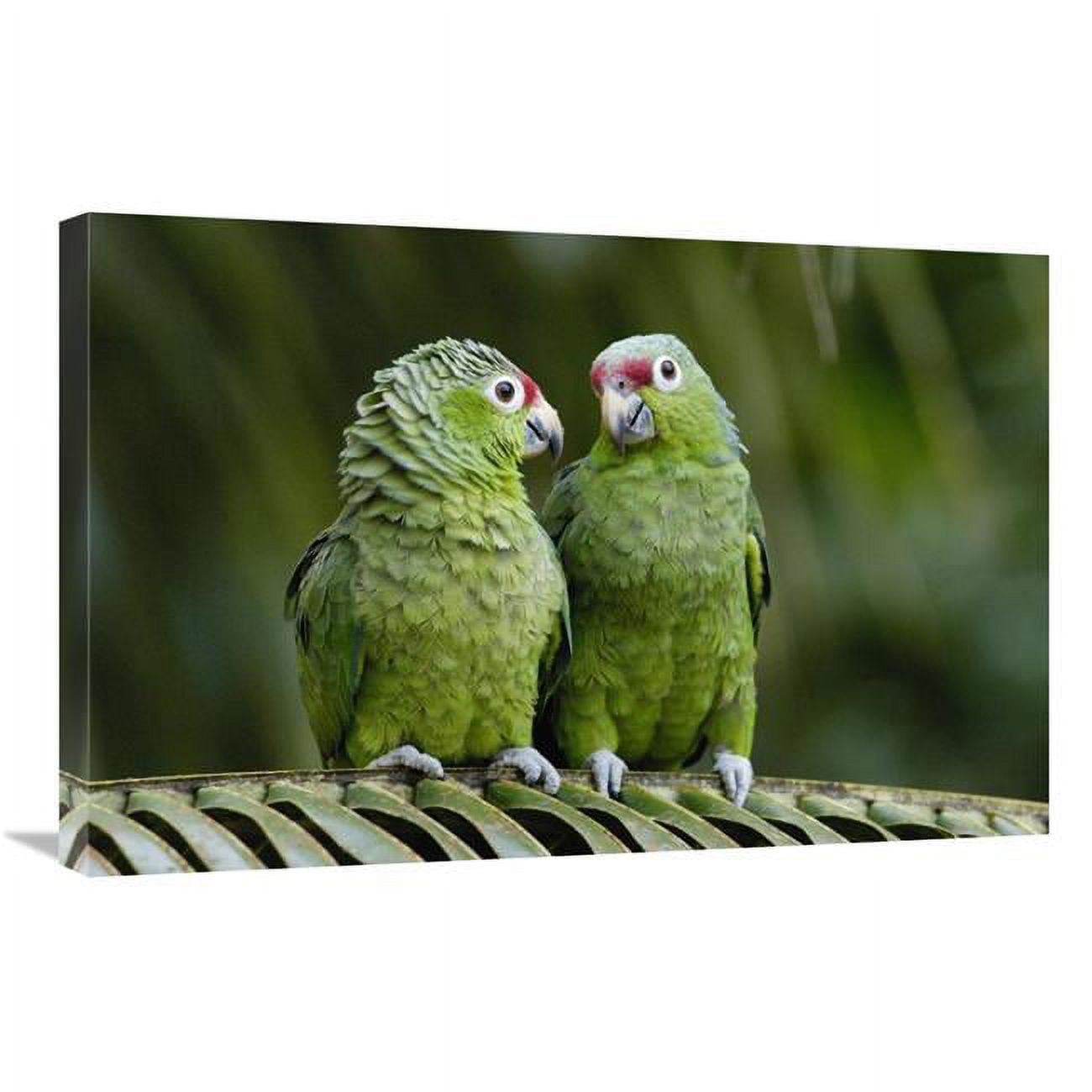20 X 30 In. Red-lored Parrot Pair Sitting On Branch, Ecuador Art Print - Pete Oxford