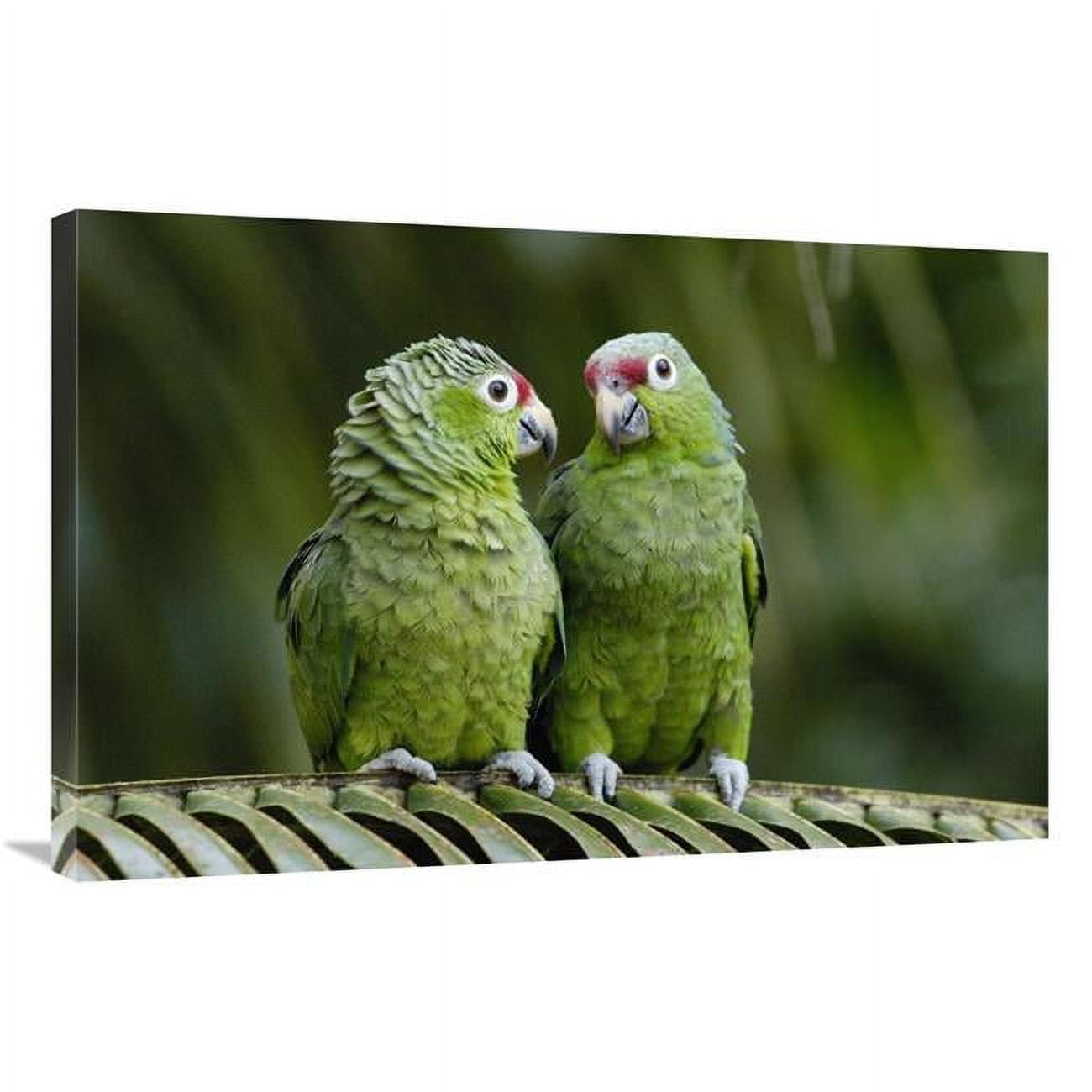 24 X 36 In. Red-lored Parrot Pair Sitting On Branch, Ecuador Art Print - Pete Oxford