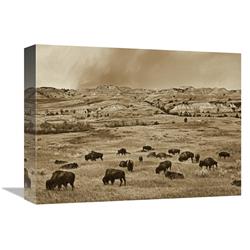 12 X 16 In. American Bison Herd Grazing On Shortgrass Prairie, Theodore Roosevelt National Park, North Dakota Art Print - Tim Fitzharris