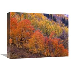 12 X 16 In. Aspen Grove In Fall Colors, Washington Gulch, Gunnison National Forest, Colorado Art Print - Tim Fitzharris