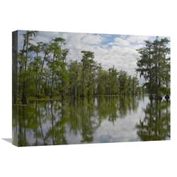 18 X 24 In. Bald Cypress Swamp, Cypress Island, Lake Martin, Louisiana Art Print - Tim Fitzharris