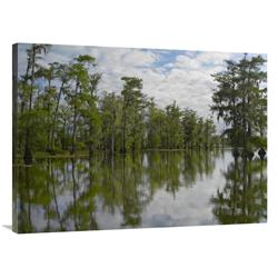 30 X 40 In. Bald Cypress Swamp, Cypress Island, Lake Martin, Louisiana Art Print - Tim Fitzharris