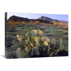 18 X 24 In. Beavertail Cactus With Picacho Mountain In The Background, Pichaco Peak State Park, Arizona Art Print - Tim Fitzharris