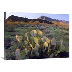 24 X 32 In. Beavertail Cactus With Picacho Mountain In The Background, Pichaco Peak State Park, Arizona Art Print - Tim Fitzharris
