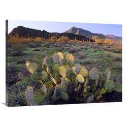 30 X 40 In. Beavertail Cactus With Picacho Mountain In The Background, Pichaco Peak State Park, Arizona Art Print - Tim Fitzharris