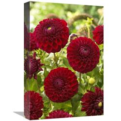 Gcs-398372-1218-142 12 X 18 In. Dahlia Boom Boom Red Variety Flowers Art Print - Visionspictures