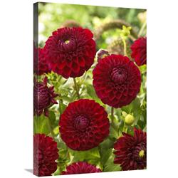 Gcs-398372-2030-142 20 X 30 In. Dahlia Boom Boom Red Variety Flowers Art Print - Visionspictures