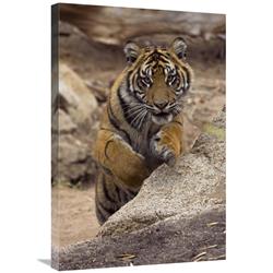 UPC 797410467034 product image for 20 x 30 in. Sumatran Tiger Cub Jumping Onto Rock, Native to Sumatra Art Print -  | upcitemdb.com