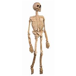 277351 Halloween Skeleton Prop