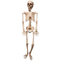 271623 Pose & Hold Lifesize Skeleton Prop