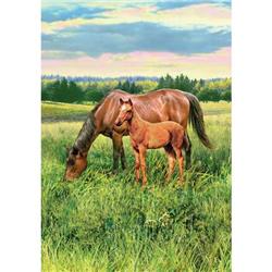 3141fl Horse Pasture Double Sided House Flag