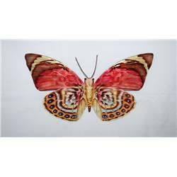 Esh127 Butterfly Wall Decor Red
