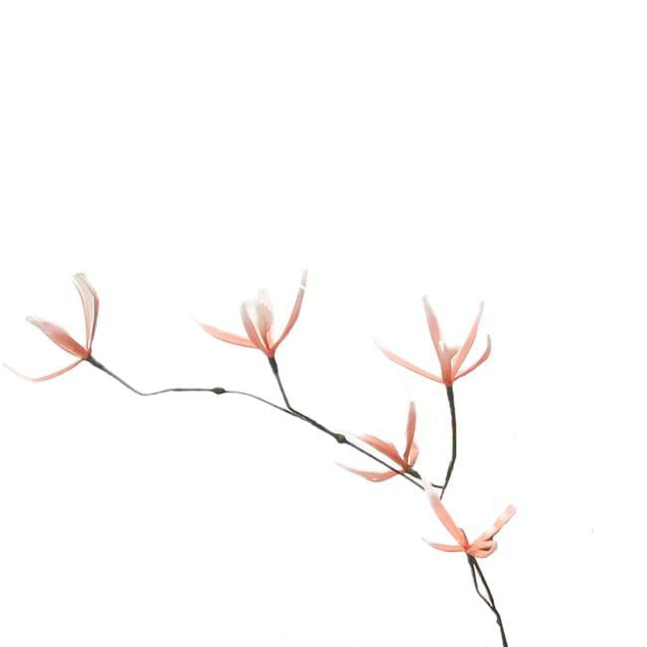 Mini Spider Orchid x 5