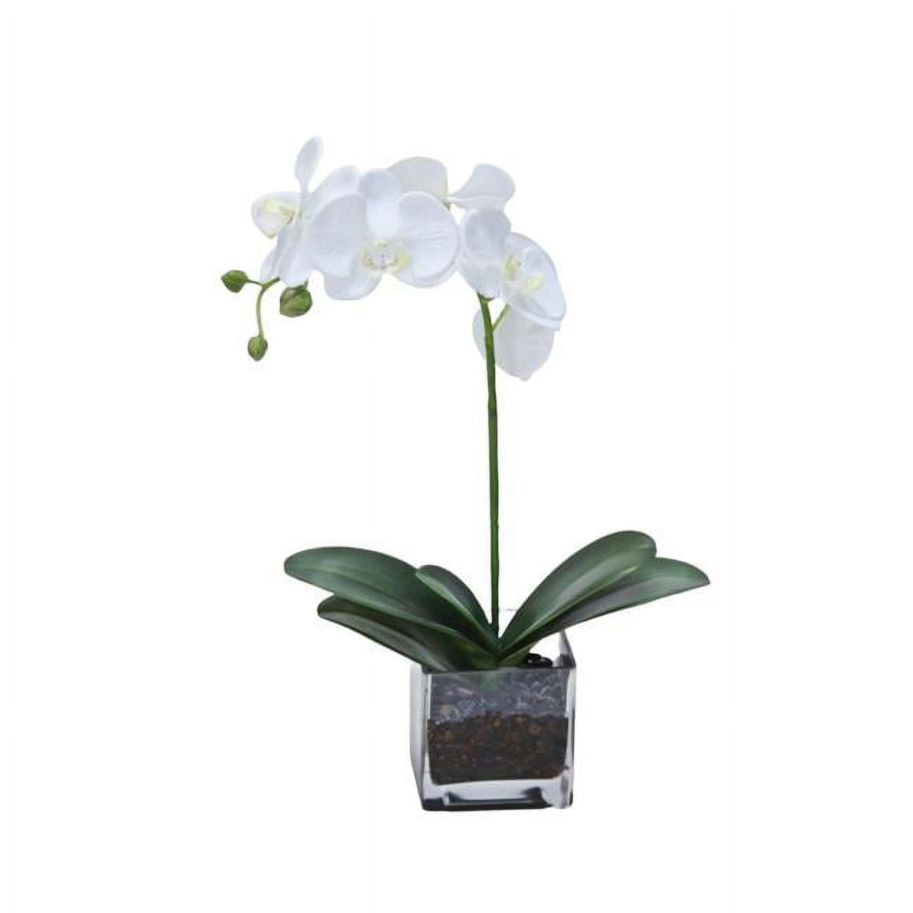 Unisex White Phalaenopsis Orchid with Plant in Glass - Green