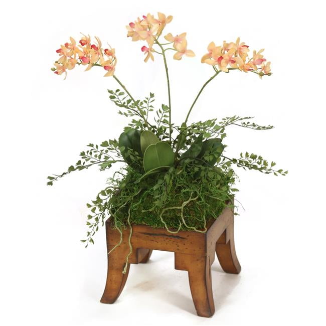 Unisex Mini Orchid in Wooden Square - Green