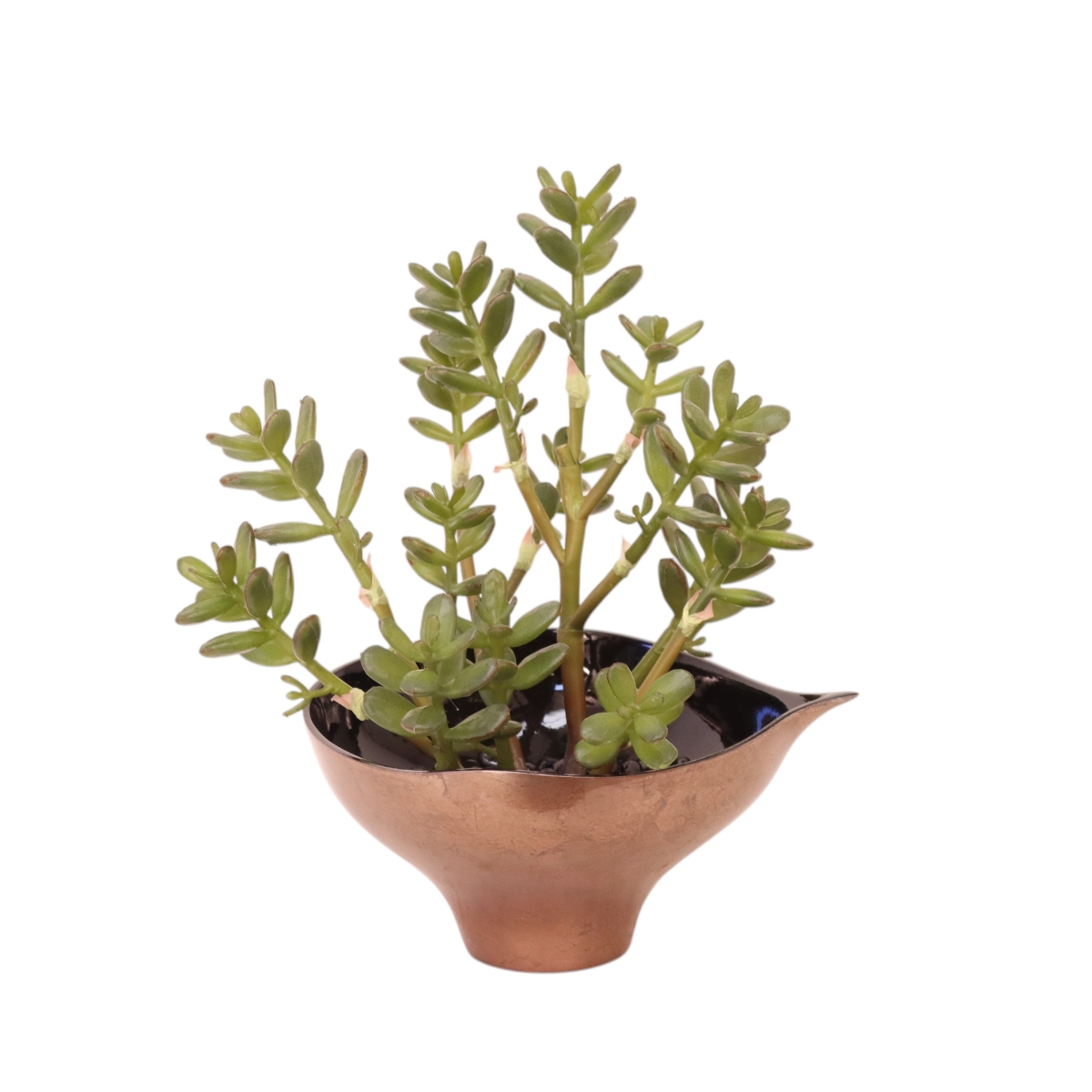 Distinctive Designs 20145 Succulents in Bronze Planter