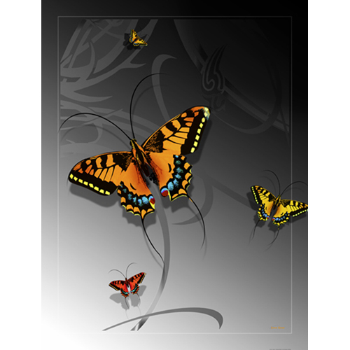 0210-t Large Butterfly On A Silver Transitioning To Black Background 48 In. X63 In. Satin Throw