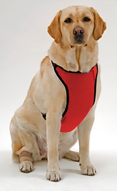 Anxsrd Warming & Cooling Adjustable Neck Mesh Harness X-small Red