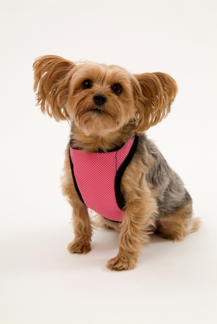 Anxspk Warming & Cooling Adjustable Neck Mesh Harness X-small Pink