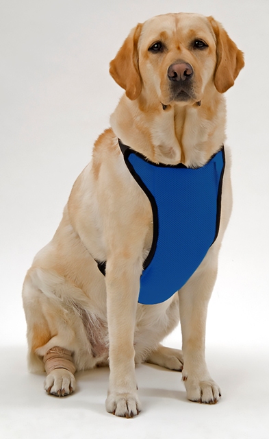 Anxsrb Warming & Cooling Adjustable Neck Mesh Harness X-small Royal Blue