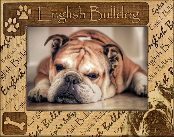 Giftworks Plus Dba0070 English Bulldog, Alder Wood Frame, 3.5 X 5 In