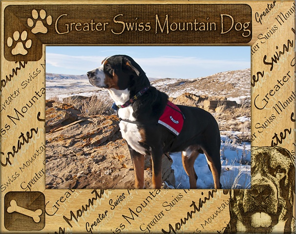 Giftworks Plus Dba0092 Greater Swiss Mountain Dog, Alder Wood Frame, 3.5 X 5 In