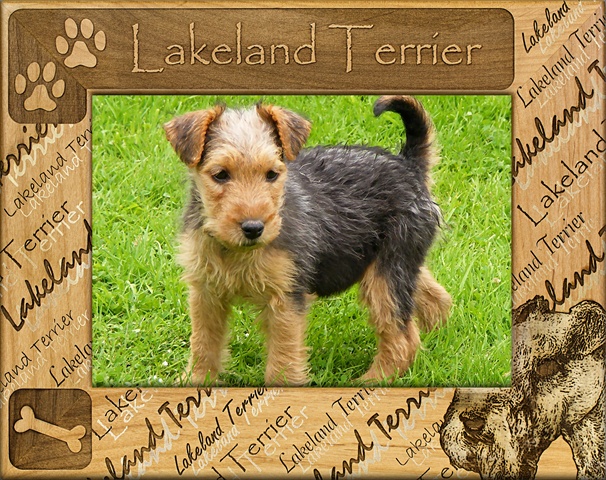 Giftworks Plus Dba0108 Lakeland Terrier, Alder Wood Frame, 3.5 X 5 In