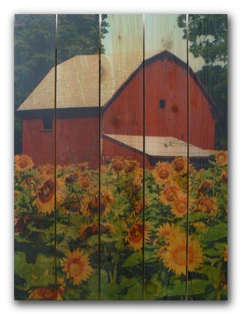 Sfb2836 28 X 36 Sunflower Barn Inside & Outside Full Color Cedar Wall Art