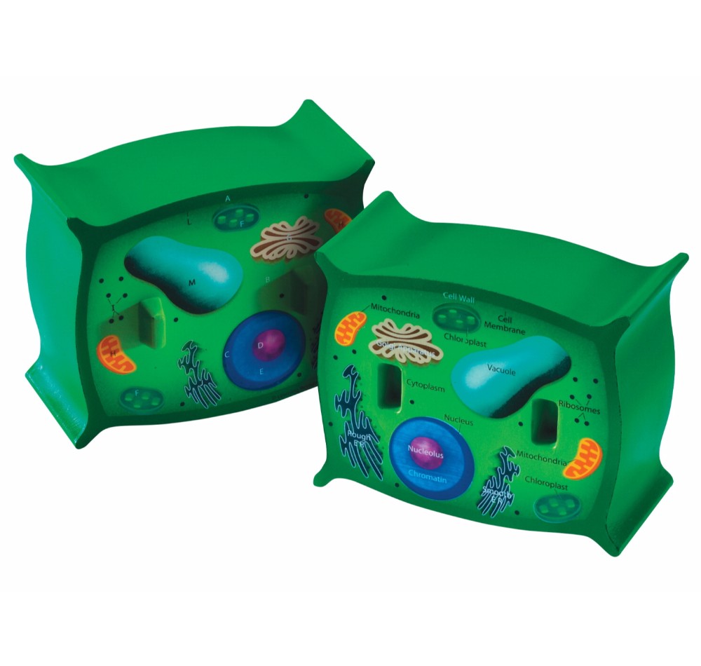 034-2973 Plant Cell Cross-section Model
